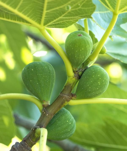 Nonno's Fig Tree Candle